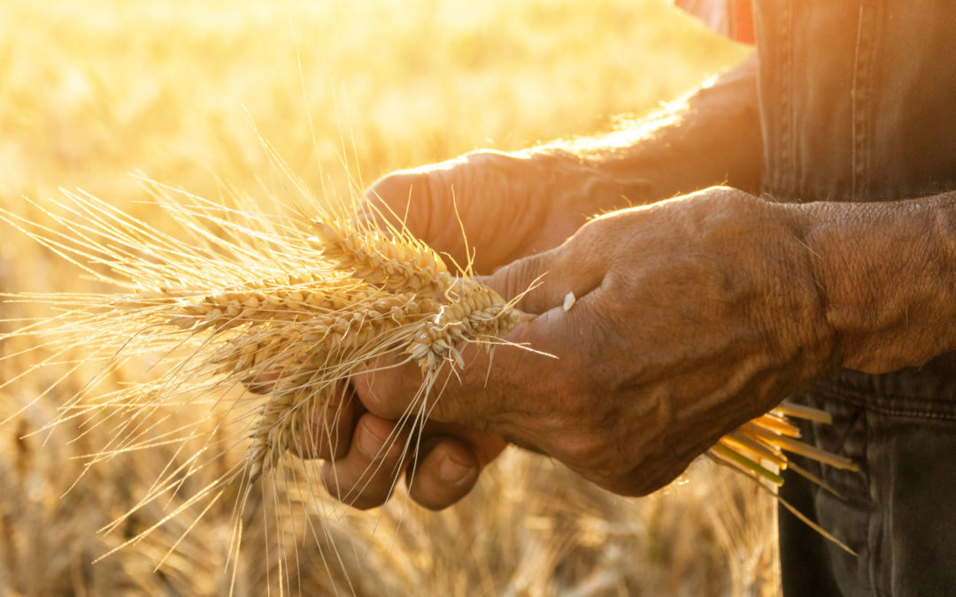 Acorn Agri & Food as a vertically integrated business